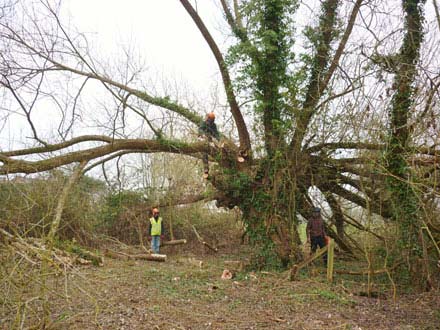 Tree Surgery in Kidderminster, Stourport and Worcester